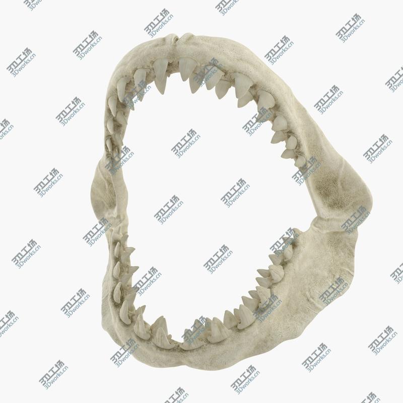 images/goods_img/202104094/3D Great White Shark Jaw Bone/3.jpg